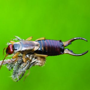 300x300 Earwigs-01