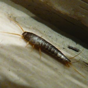 300x300 silverfish-01