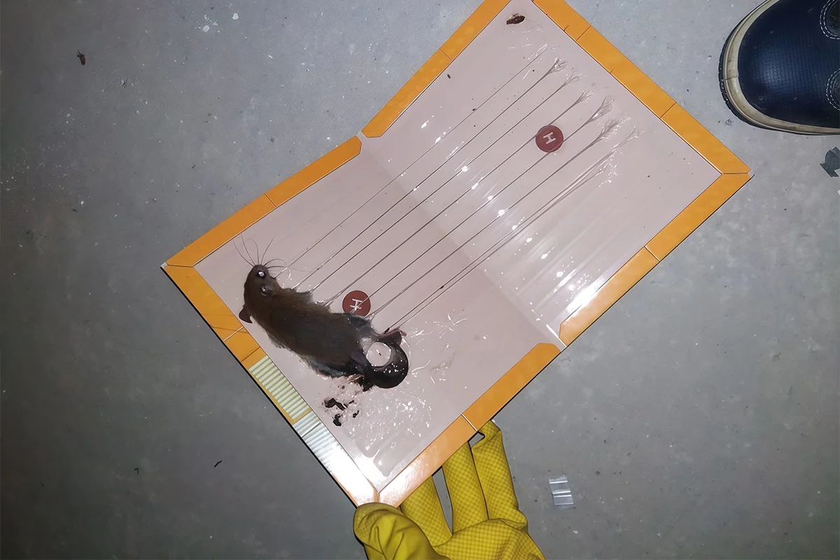 2. Menggunakan Glue Trap