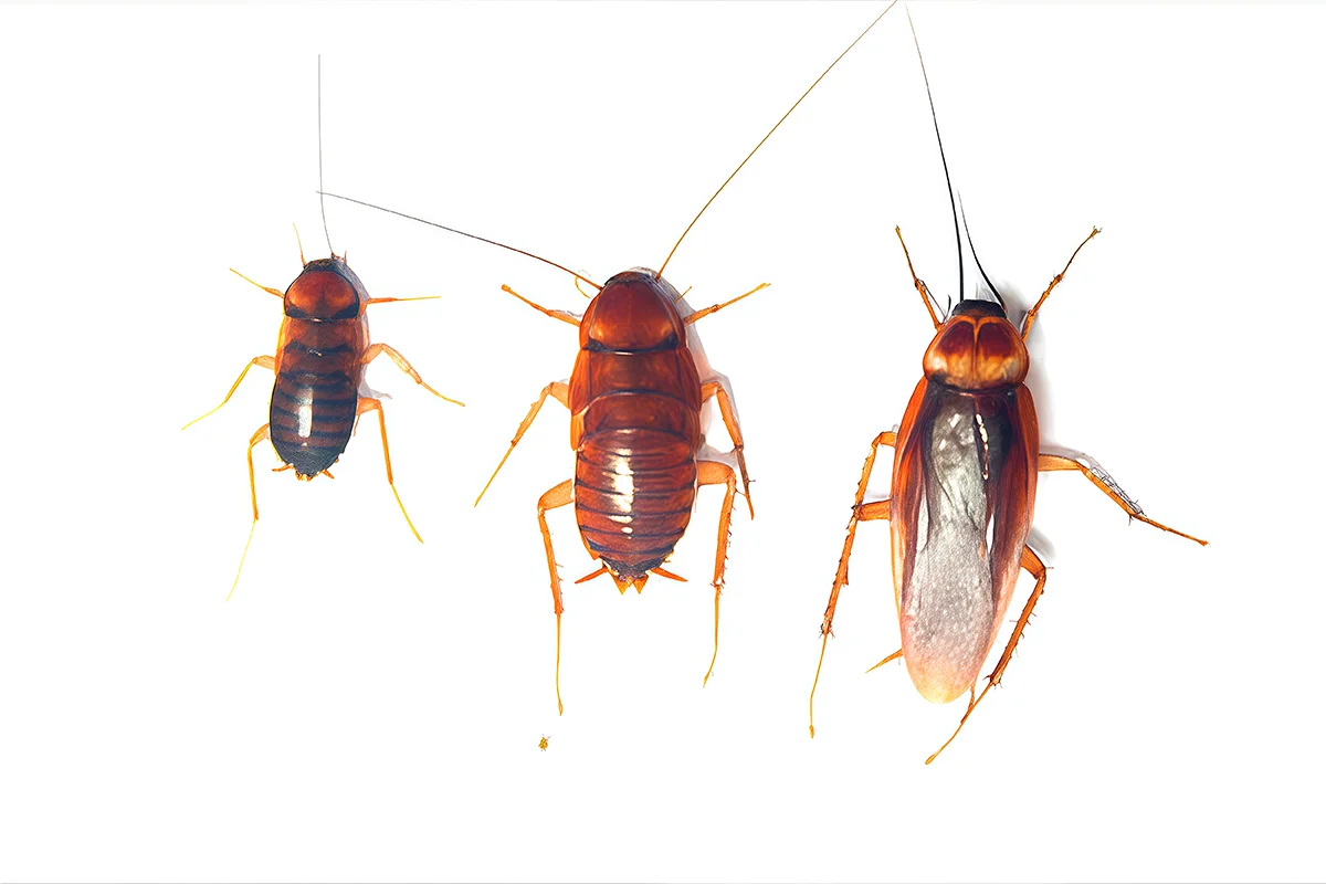 Kecoa Amerika (Periplaneta Americana)