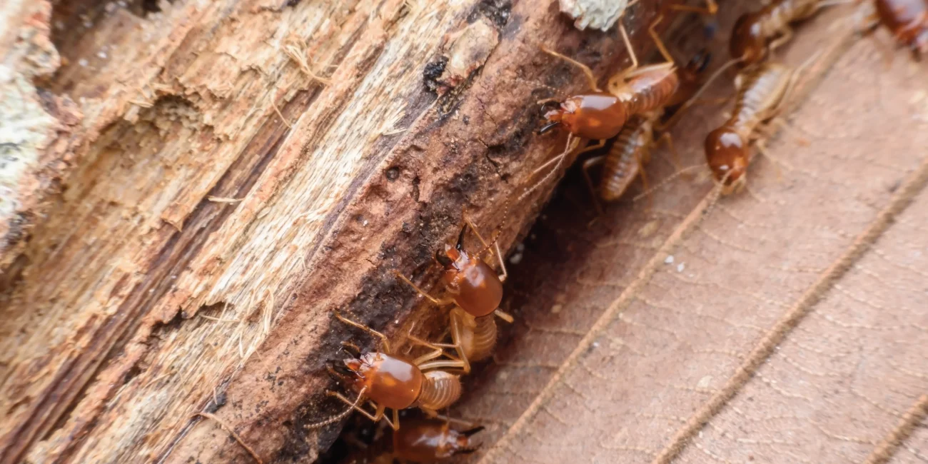 2. Rayap Kayu Kering (Drywood Termites)​