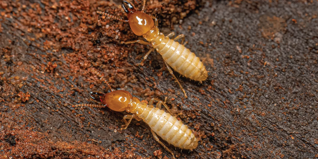 1. Rayap Tanah (Subterranean Termites)​