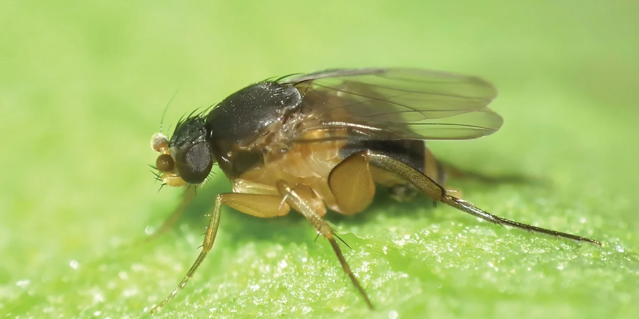 4. Lalat Phorid (Humpbacked Flies)