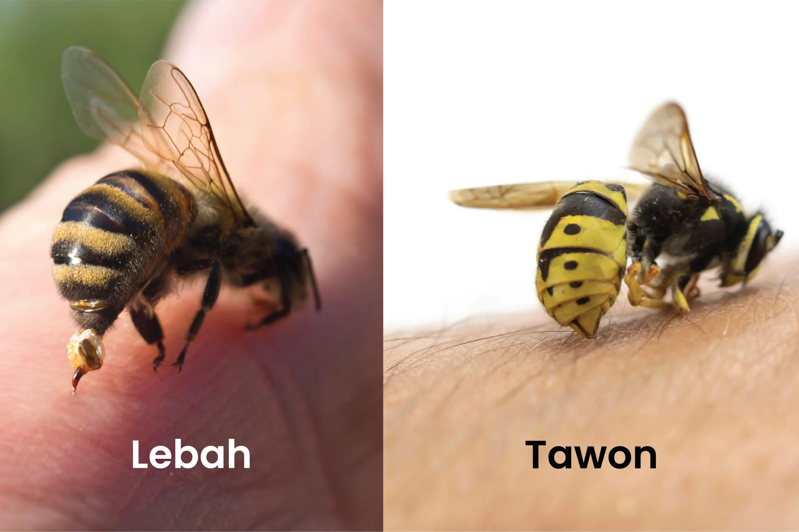 12. Lebah dan Tawon