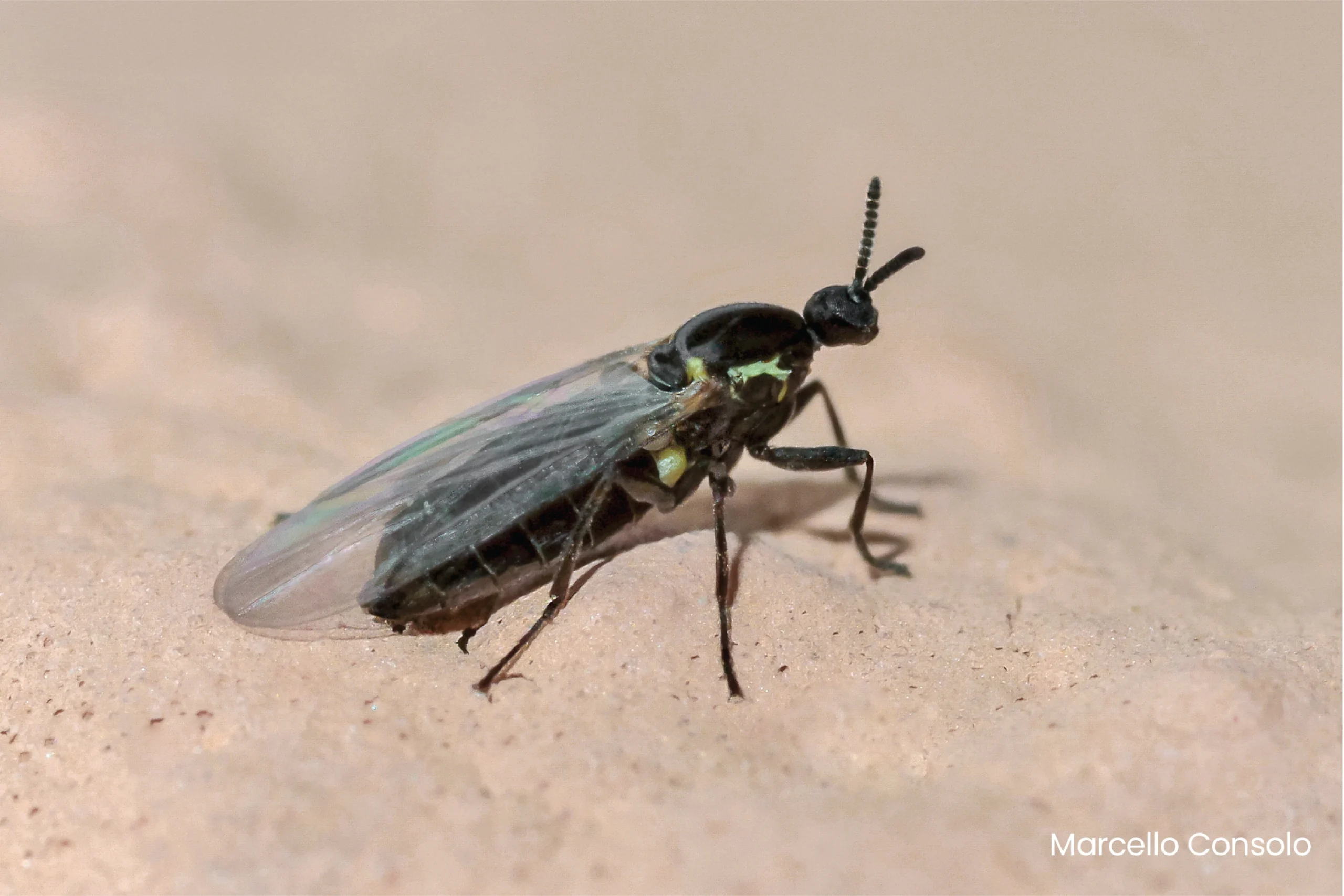 4. Minute Black Scavenger Flies