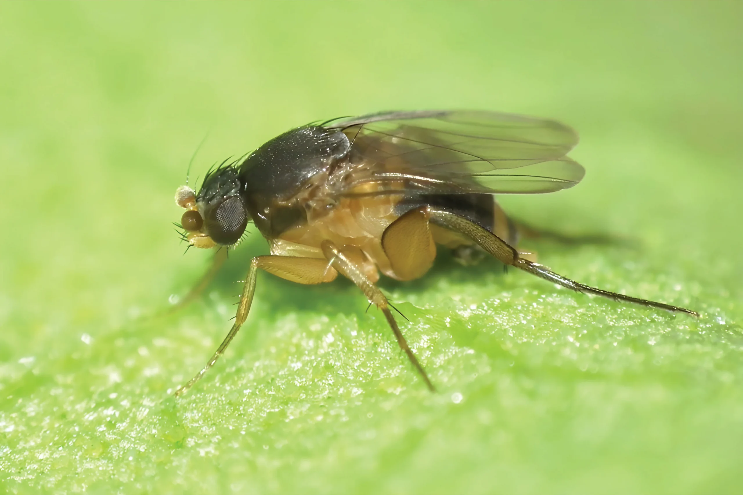 3. Humpbacked Flies