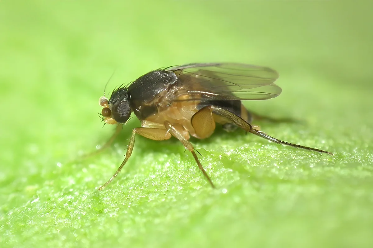 4. Lalat Phorid (Humpbacked Flies)