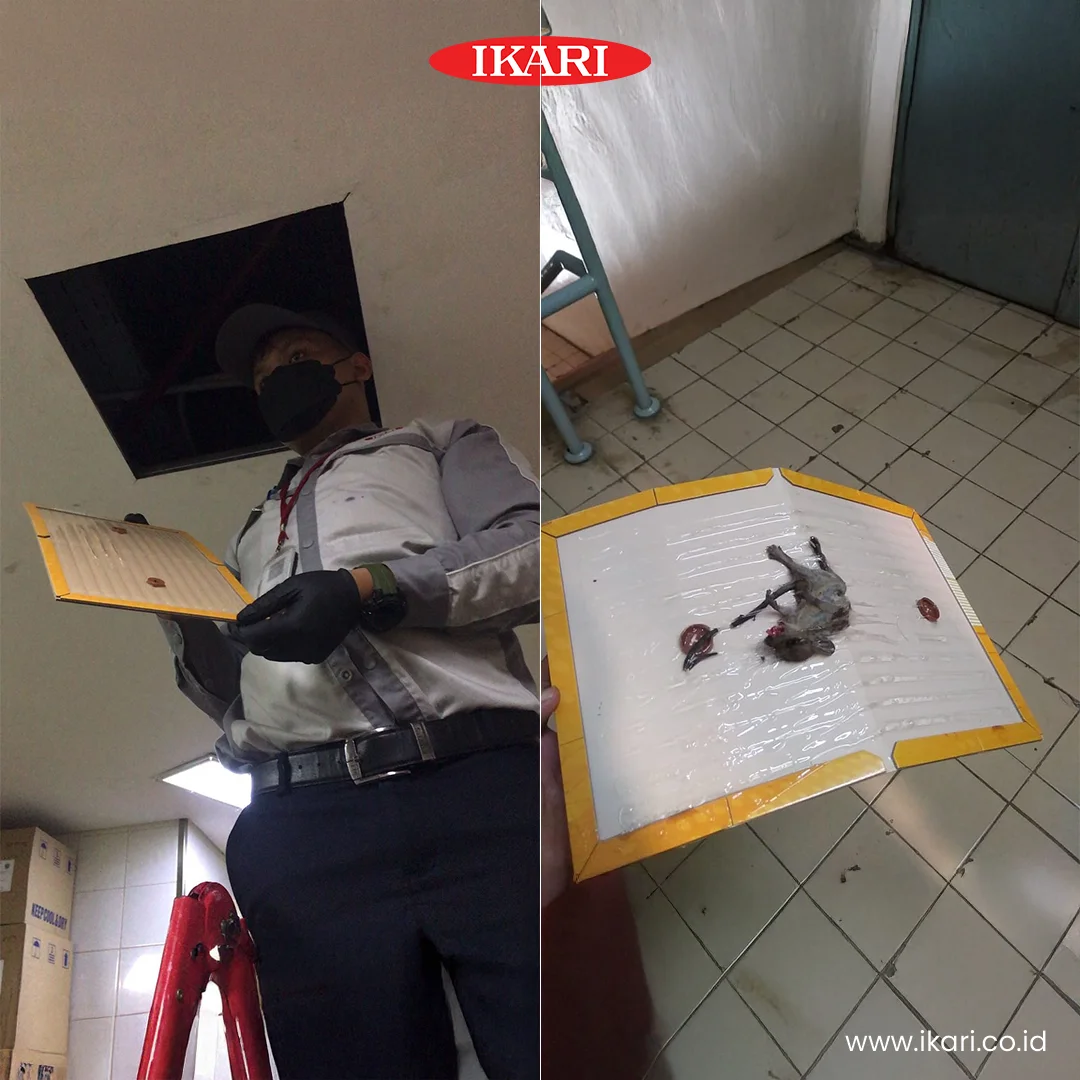 Pemasangan Trap Pembasmi Tikus