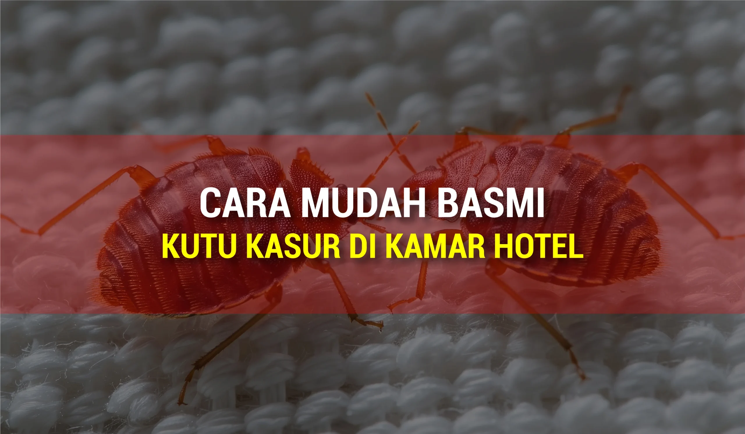 Jasa Basmi Kutu Kasur