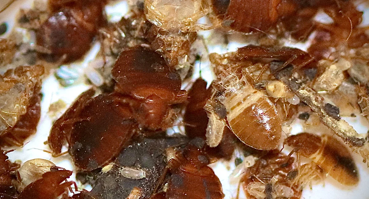 Jasa Basmi Kutu Kasur