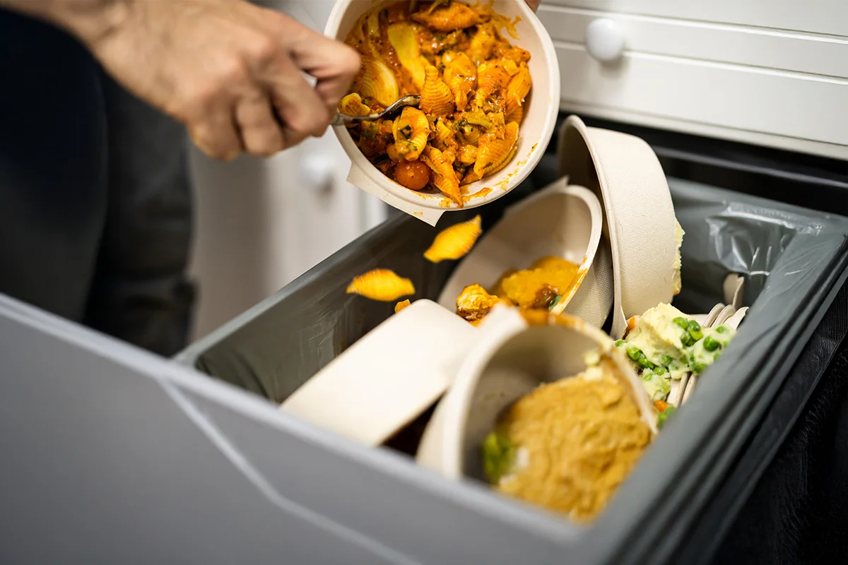 bahaya lalat pada makanan