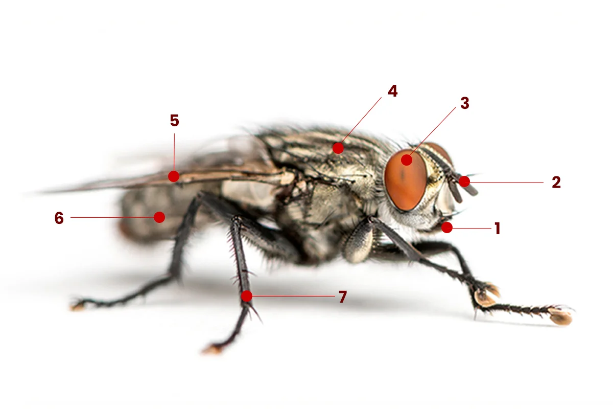 bahaya lalat pada makanan