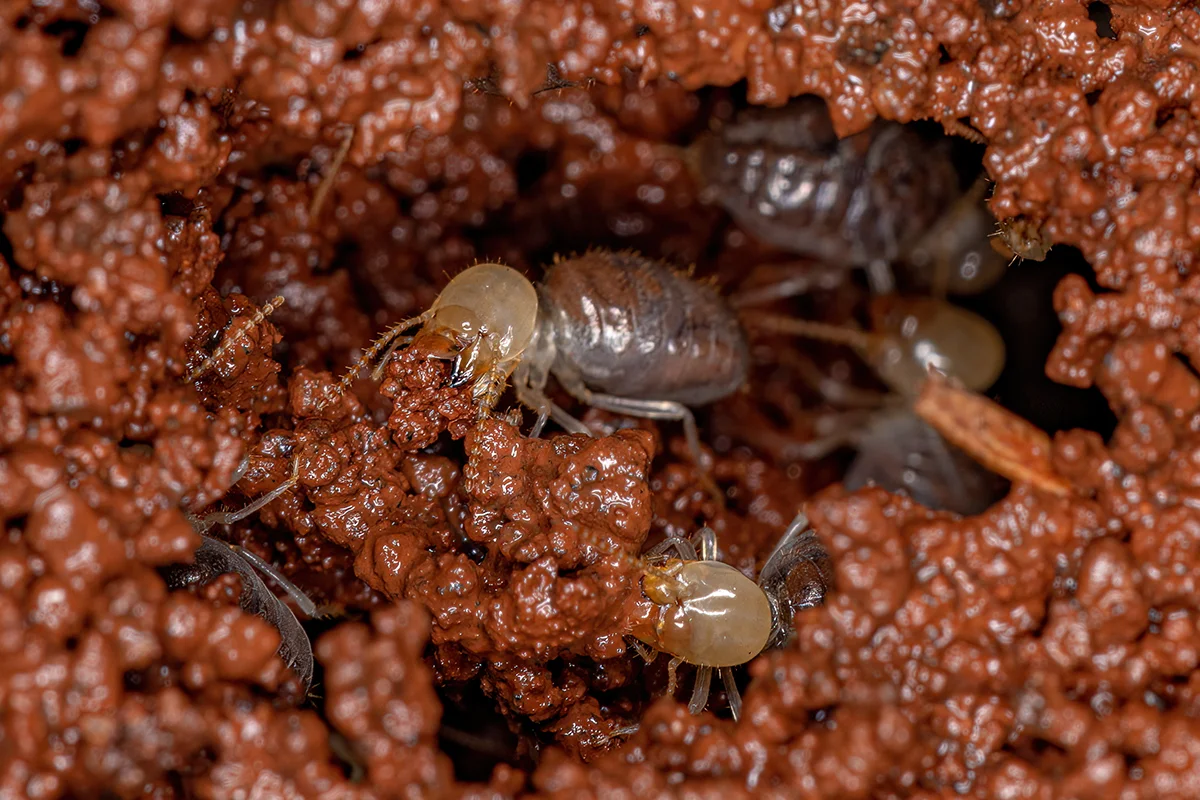 3. Rayap Kayu Basah (Dampwood Termites)​