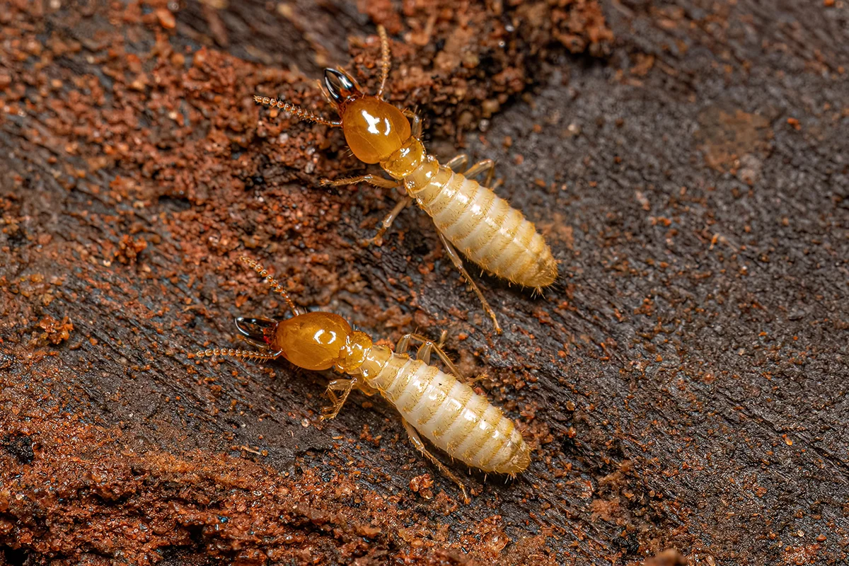1. Rayap Tanah (Subterranean Termites)​