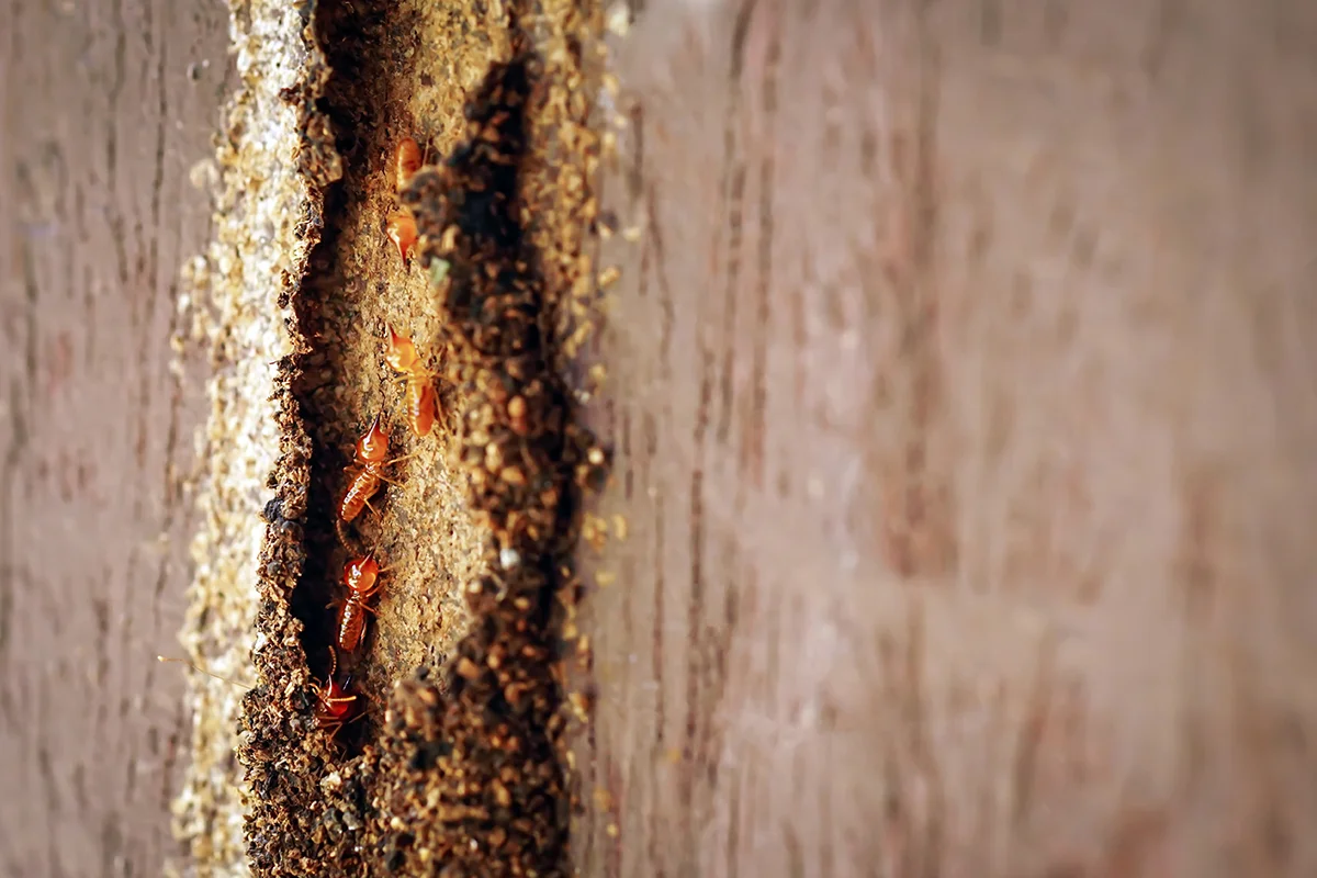 2. Rayap Kayu Kering (Drywood Termites)​
