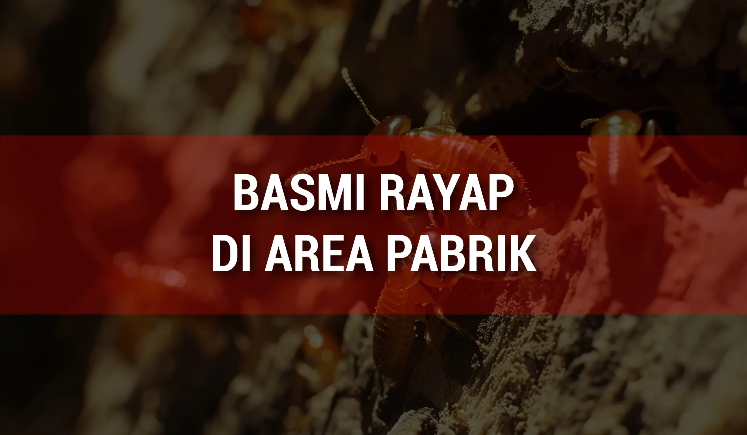 Basmi Rayap di Area Pabrik untuk menjaga keamanan dan kualitas produksi