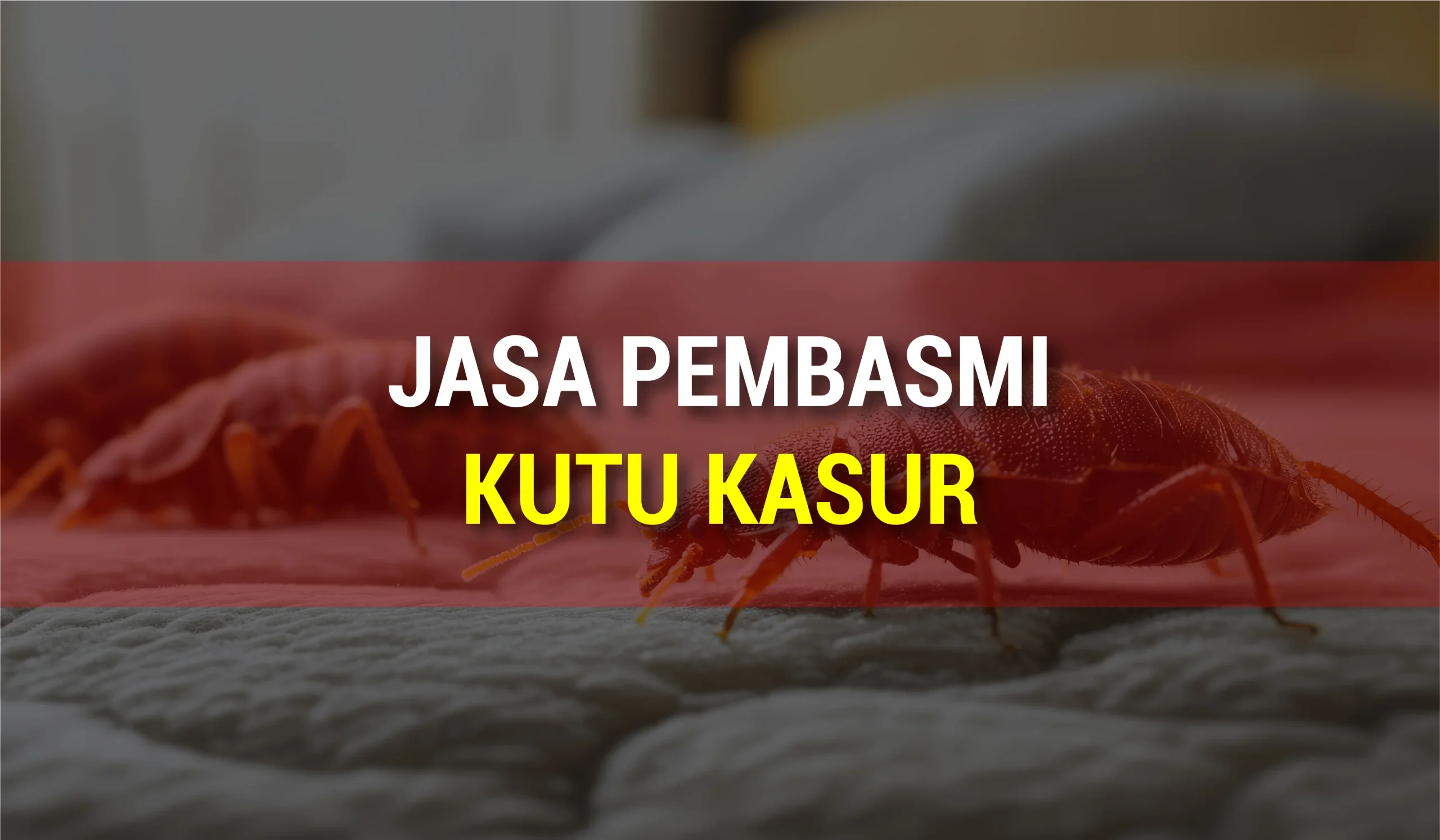 Kutu kasur ditemukan di permukaan kasur hotel oleh Jasa Pembasmi Kutu Kasur-IKARI
