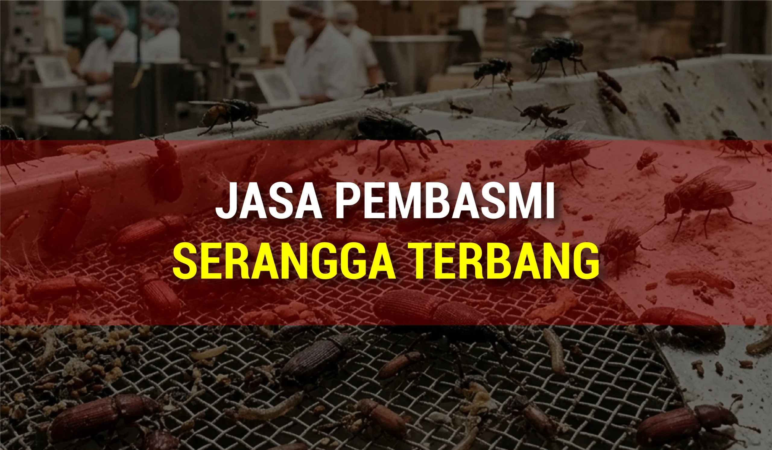 Jasa Pembasmi Serangga Terbang