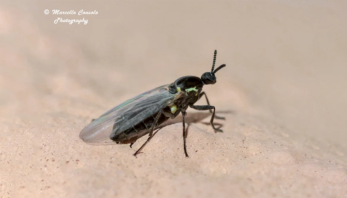 4. Minute Black Scavenger Flies