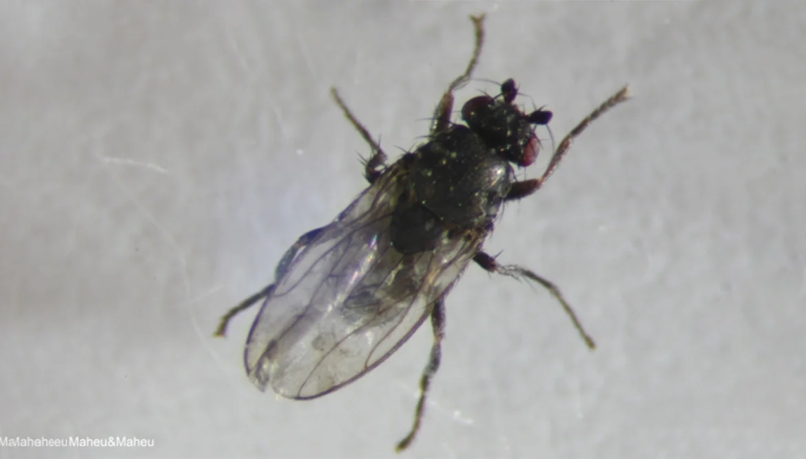 5. Small dung Flies