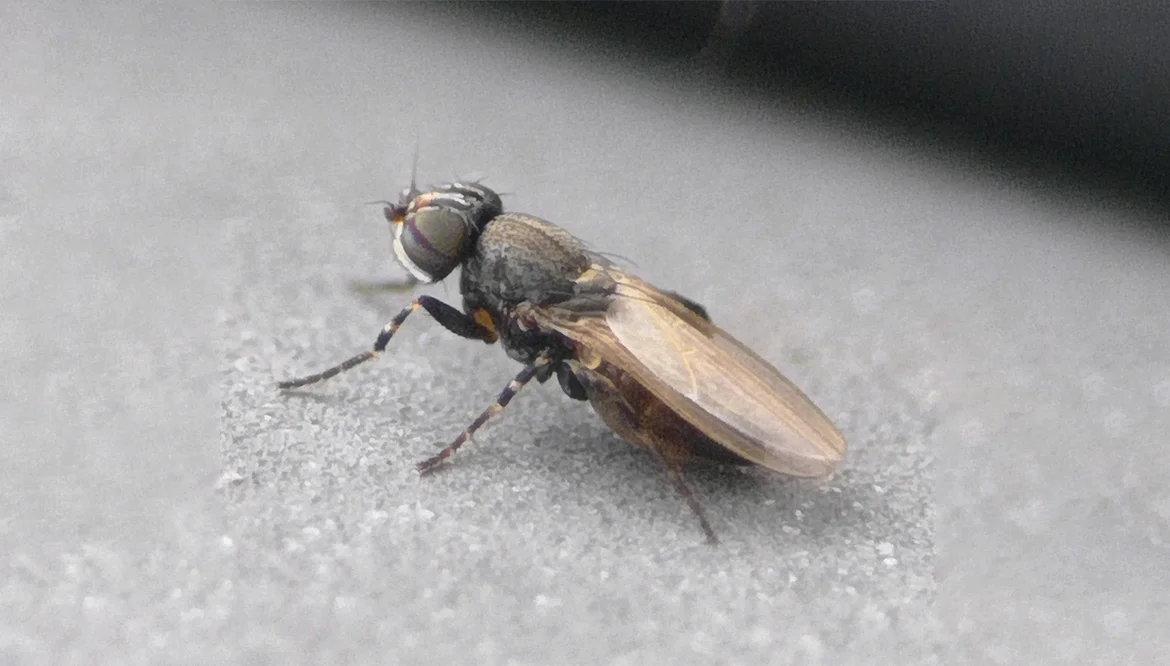 7. Freeloader Flies