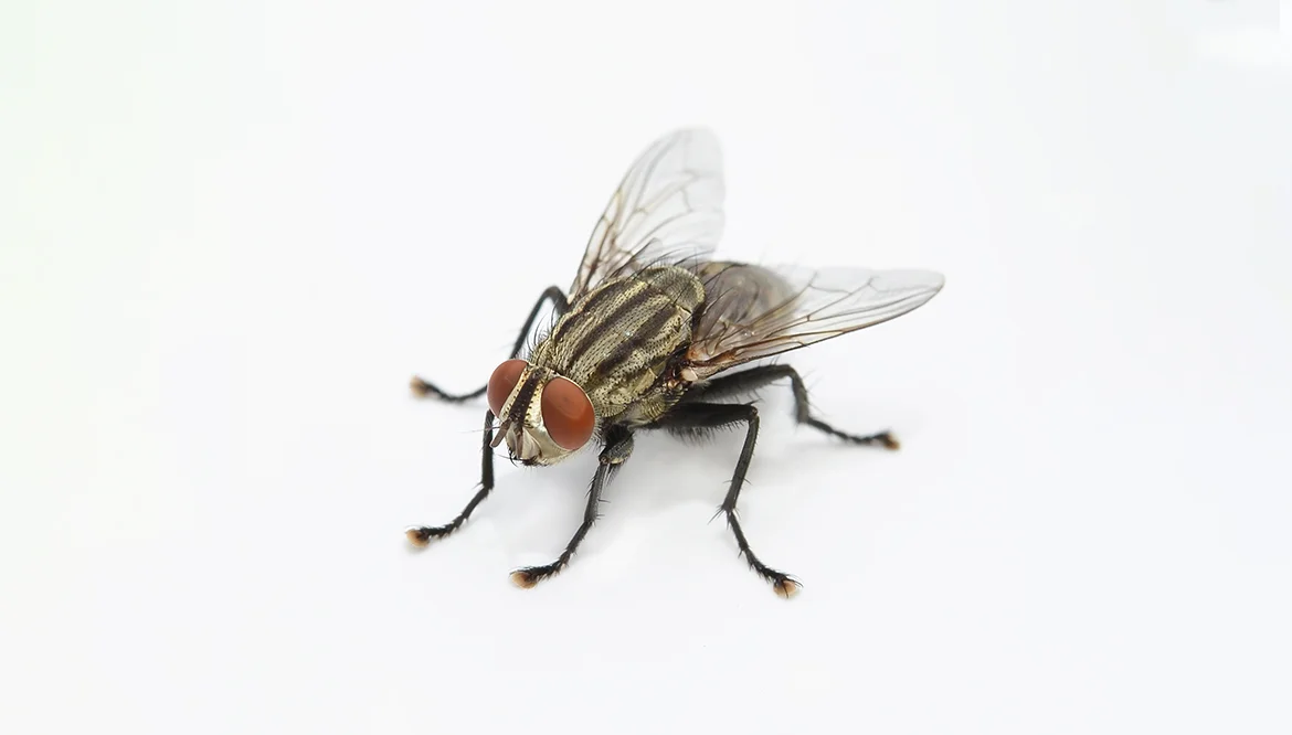 8. House Flies (Lalat Rumah)
