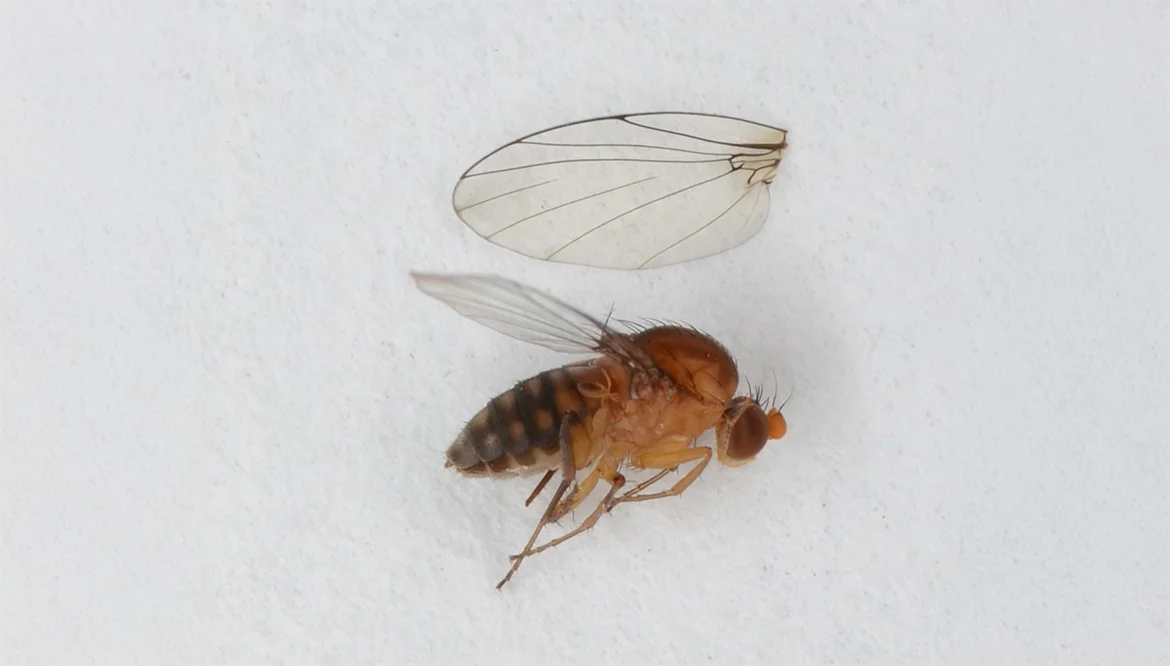 3. Humpbacked flies