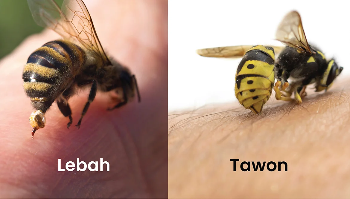12. Lebah dan Tawon