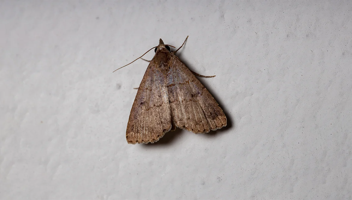 11. Moth (Ngengat)