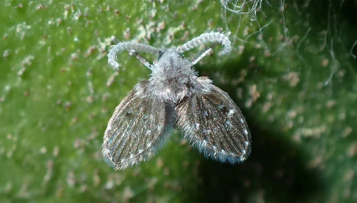 1. Moth (Lalat Limbah)