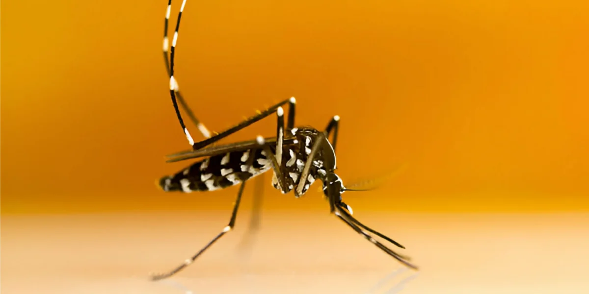 JasaPestControl-JasPengendaliHama-PengendalianHama-JasaBasmikecoa-jasabasmitikus-jasabasmirayap-bebashamadenganbahanalami-bahanalami-bebashama-nyamuk Aedes Albopictus